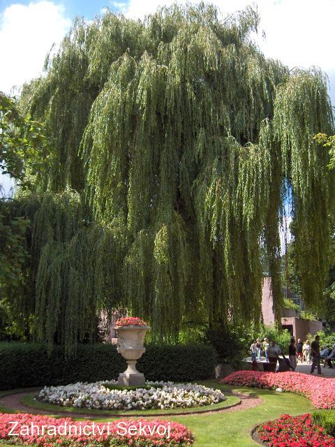 Vrba bílá smuteční 80-100 cm