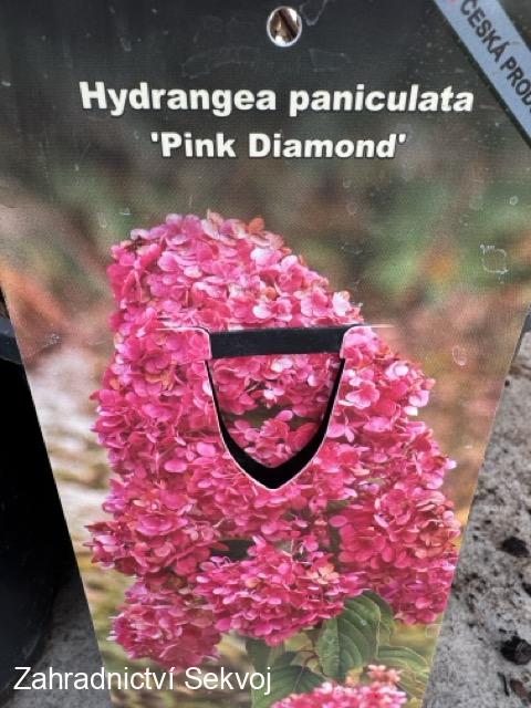 Hortenzie latnatá PINK DIAMOND