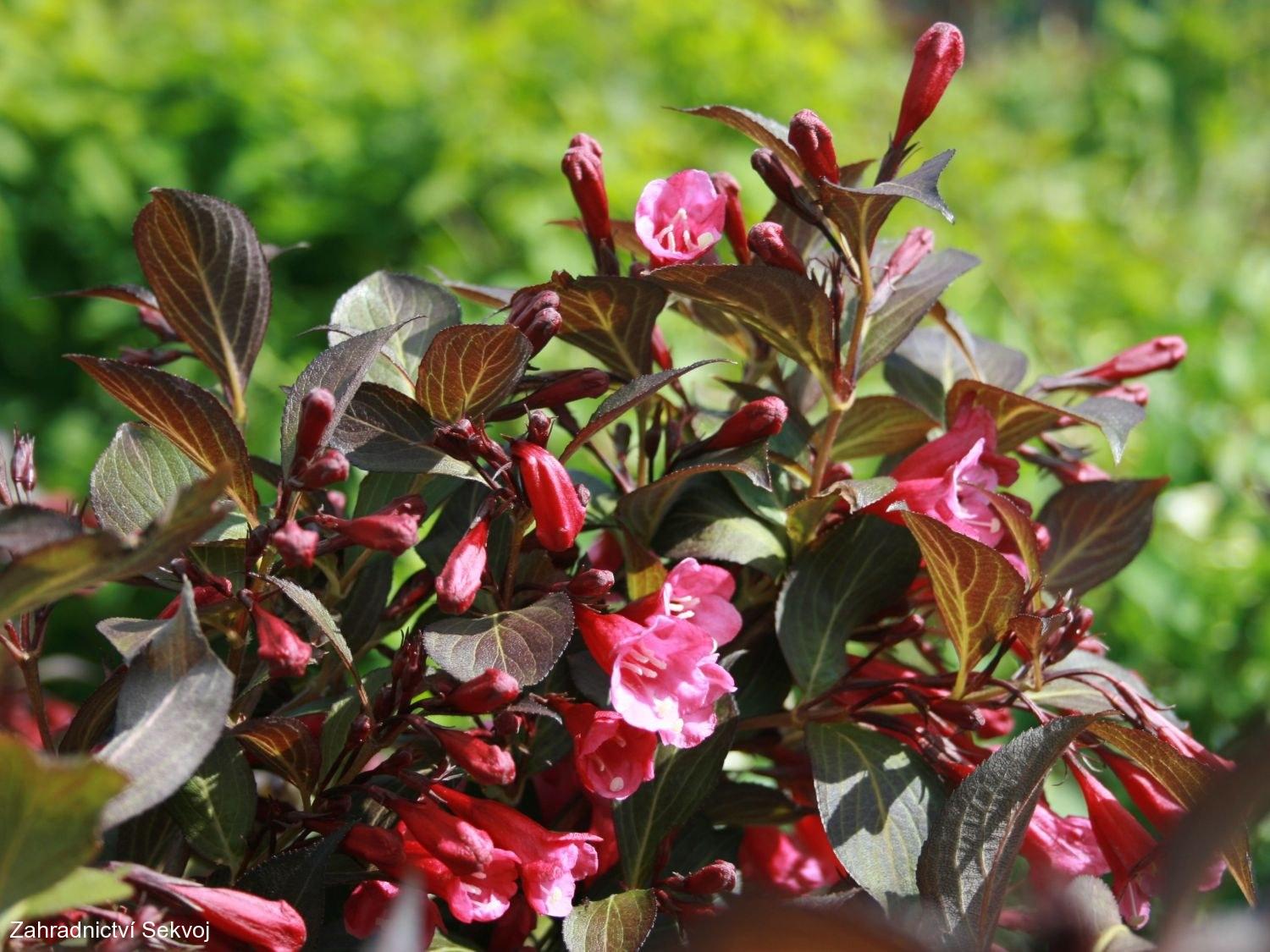 Vajgélie květnatá Purpurea