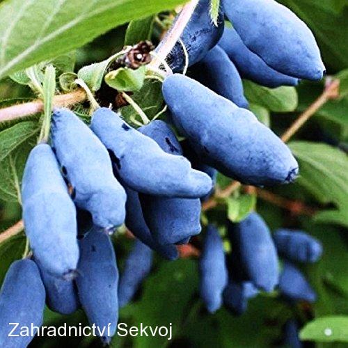 Zimolez kamčatský Bakczarskij Velikan