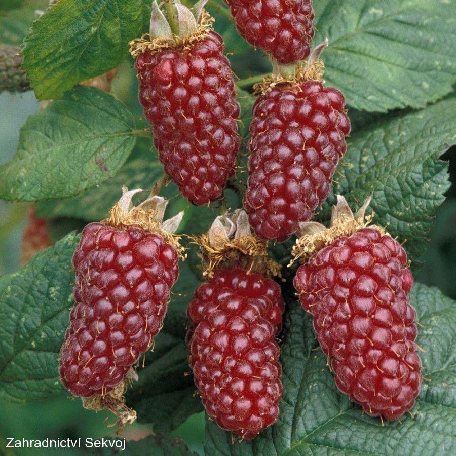Malinoostružina Tayberry