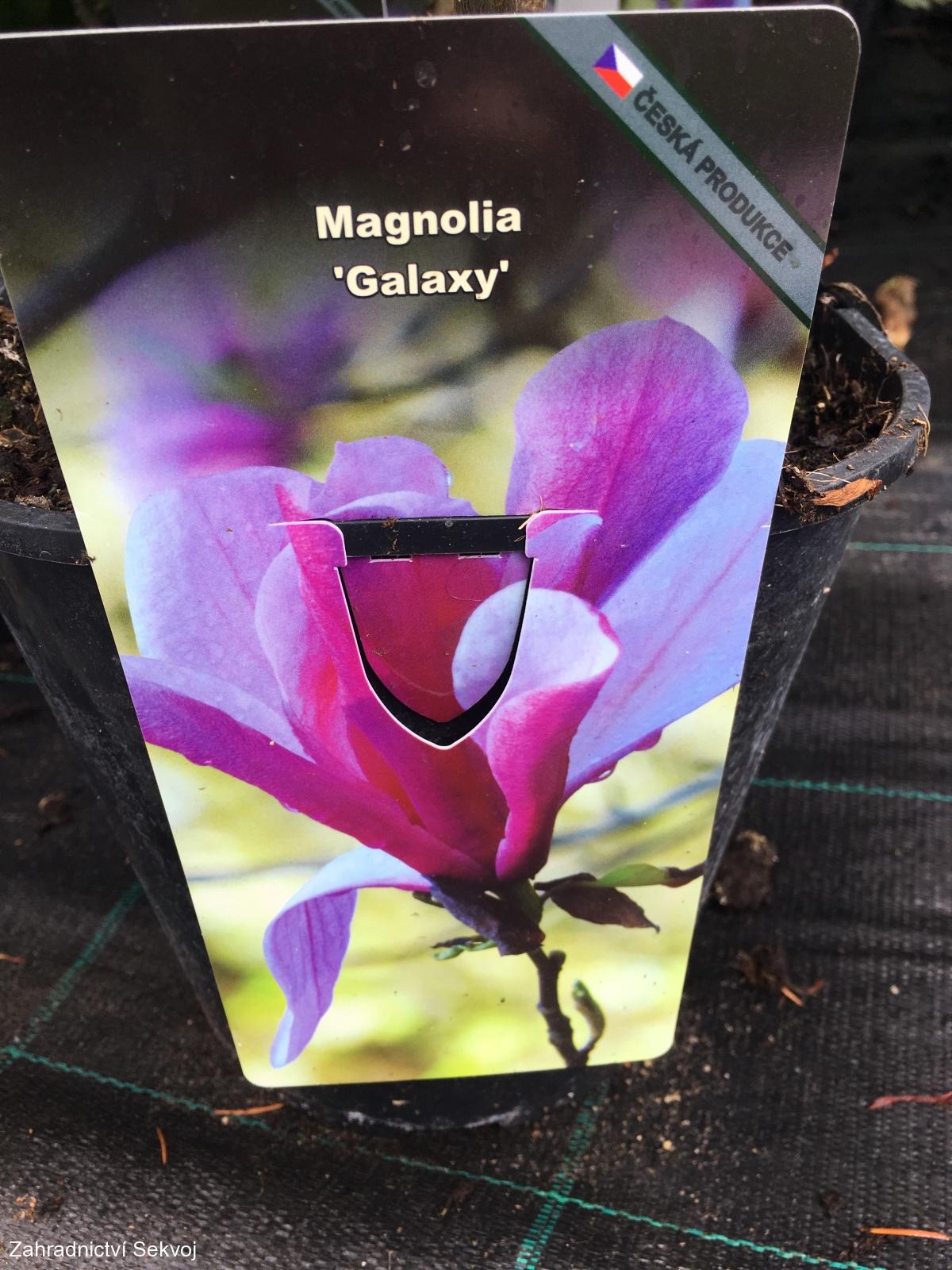 Magnolie Galaxy
